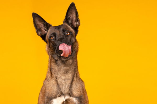 Belgický malinois